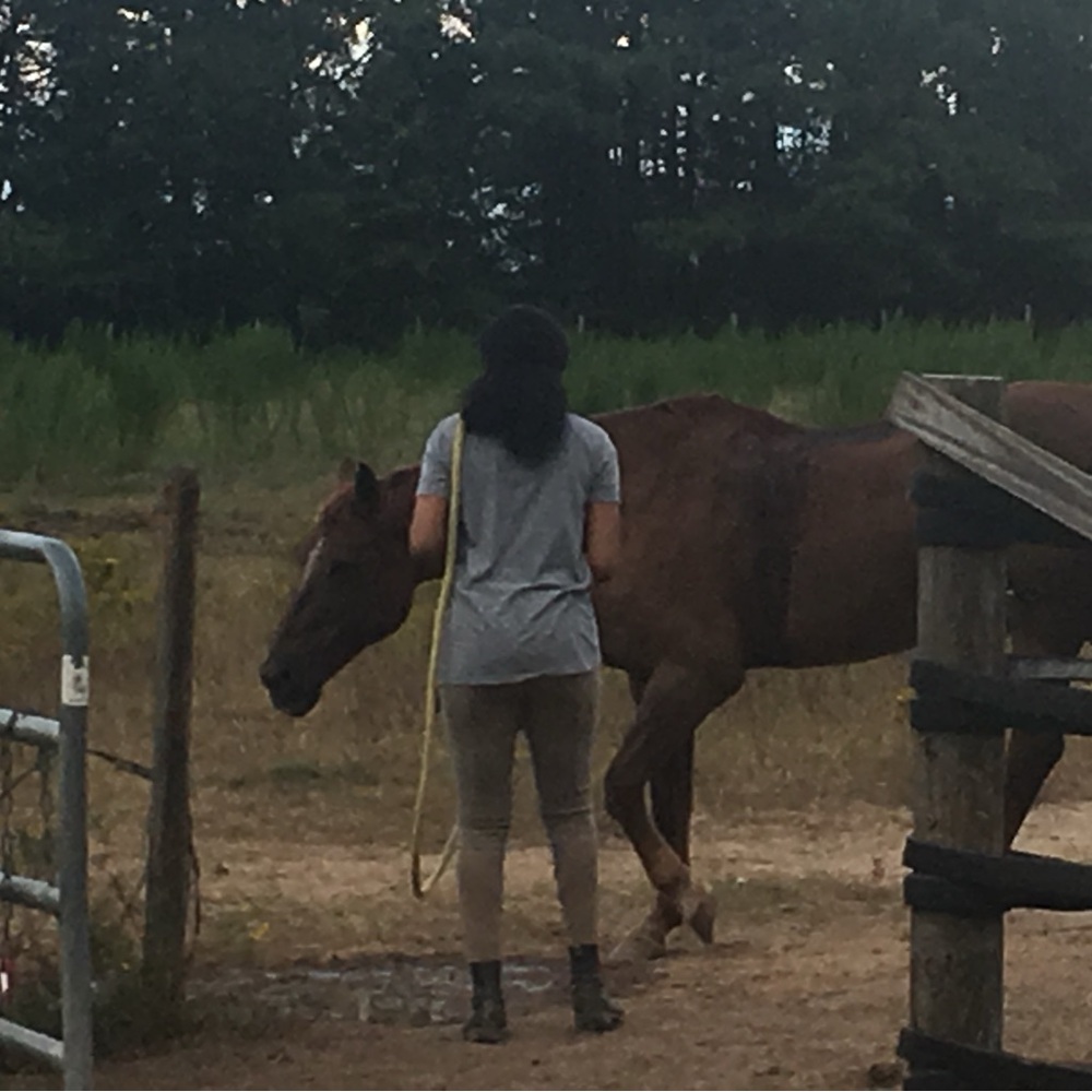 Breeches-Horseback Riding - Picture 4 of 7